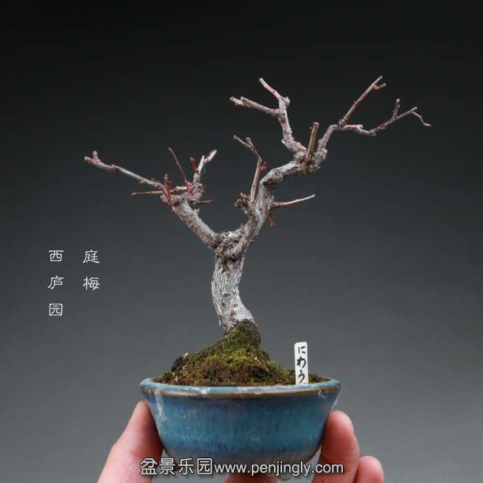 bonsai14112833.jpg