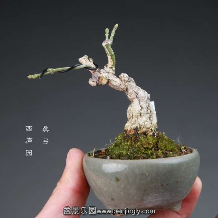 bonsai14112835.jpg