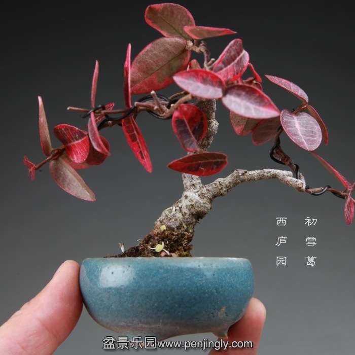 bonsai14112837.jpg