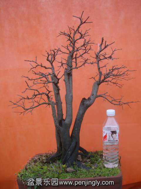 DSC06010.JPG