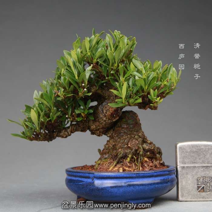 bonsai1411291.jpg