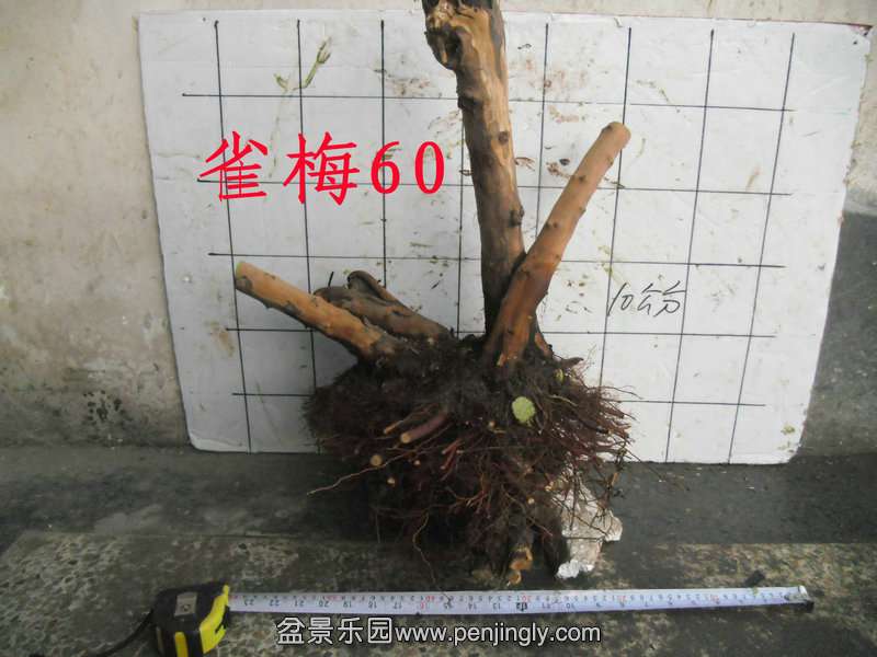 CIMG2870.JPG