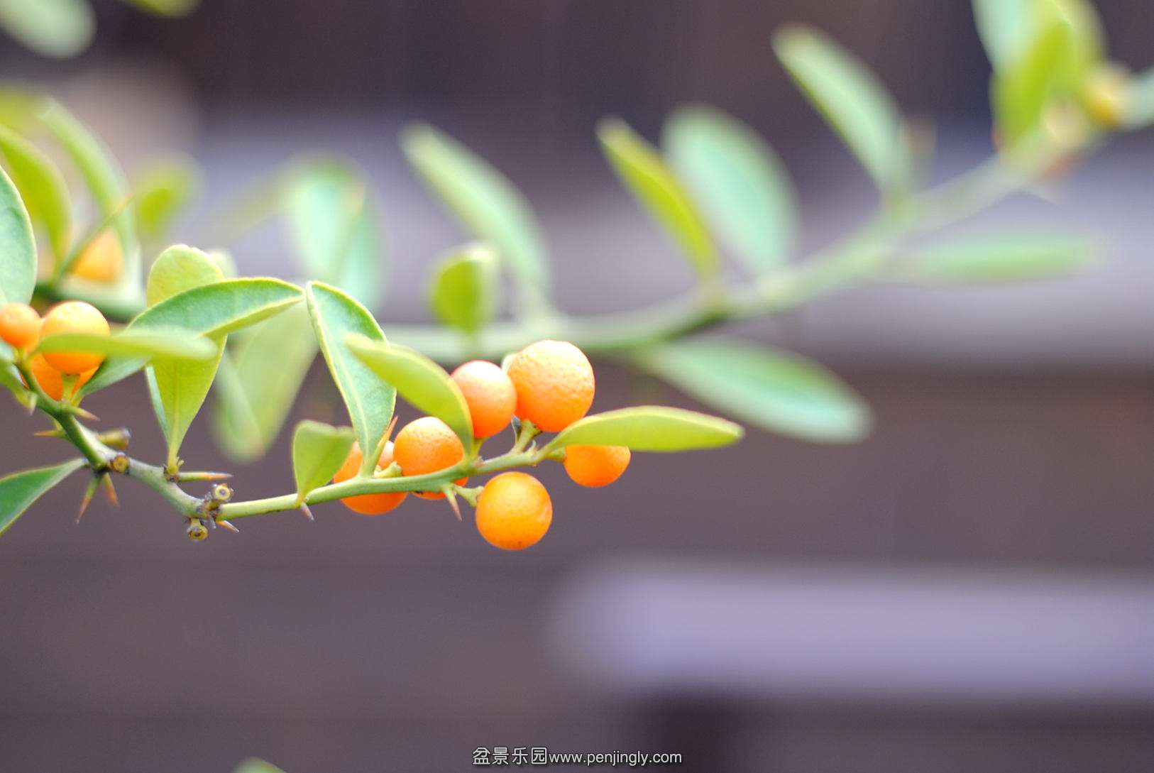 DSC_2965.JPG