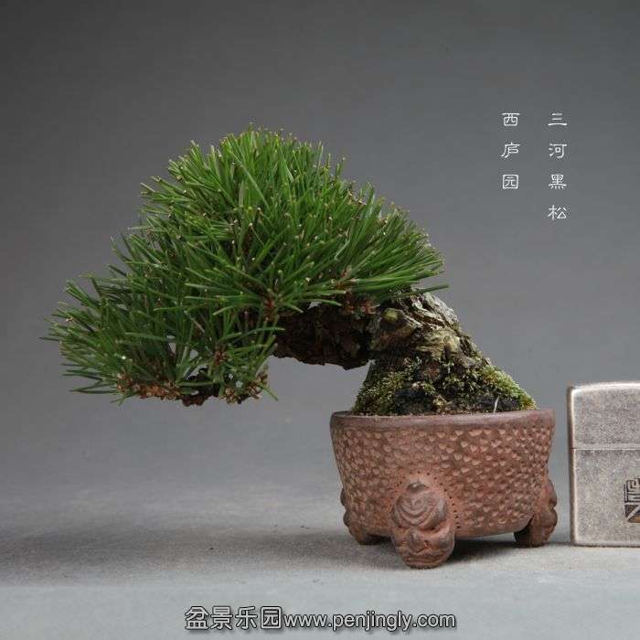 bonsai14113004.jpg