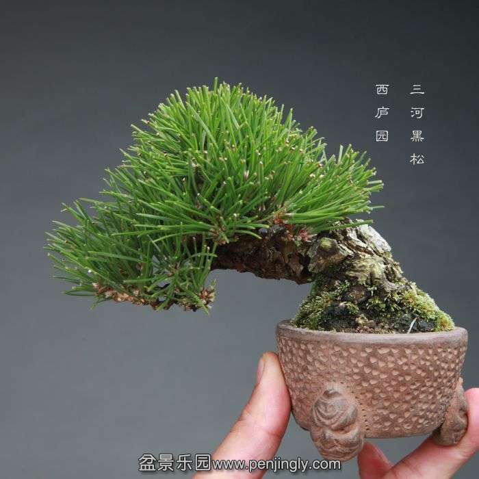 bonsai14113005.jpg