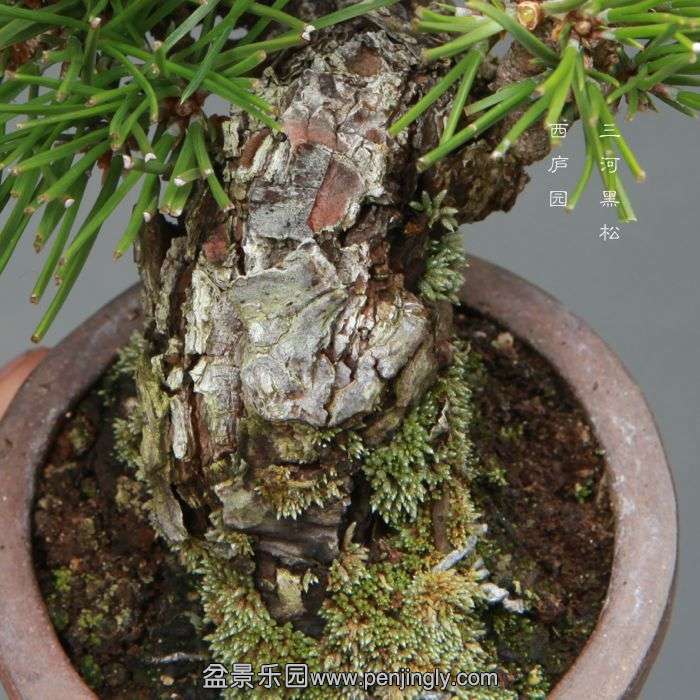 bonsai14113007.jpg