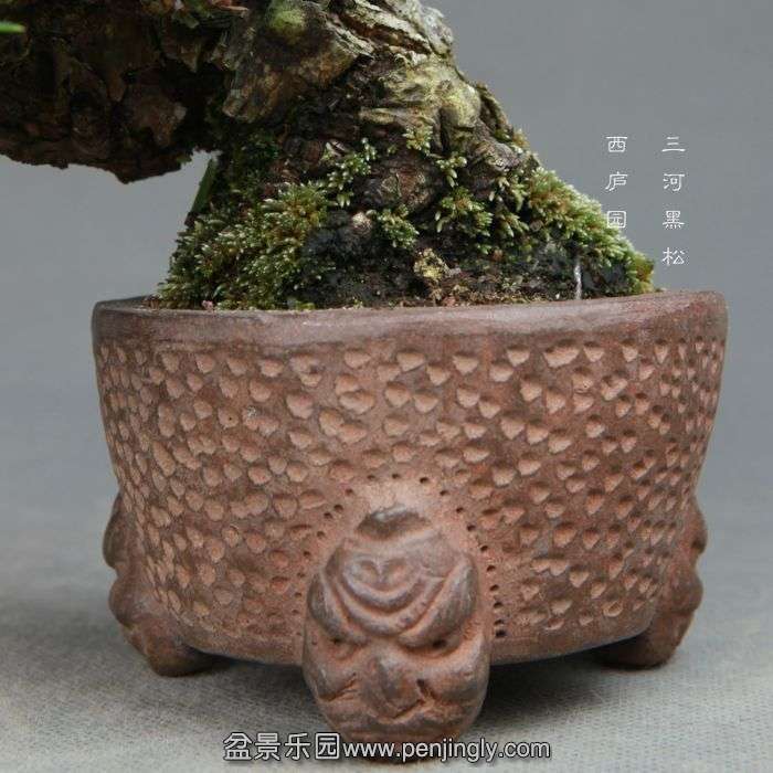 bonsai14113008.jpg