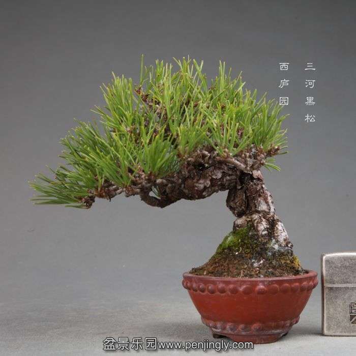 bonsai14113009.jpg