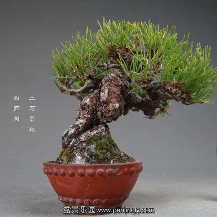 bonsai14113010.jpg