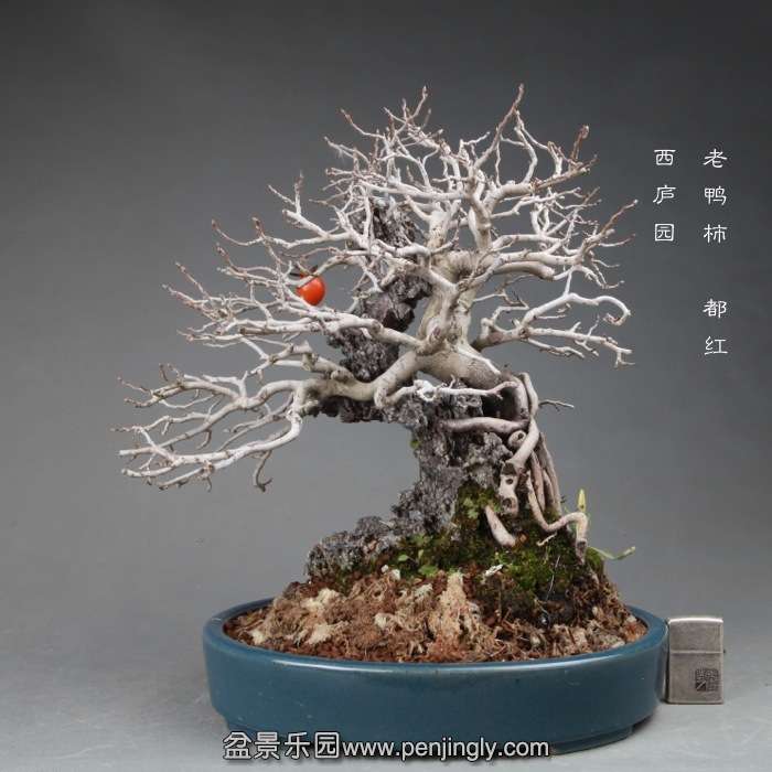 bonsai14120101.jpg