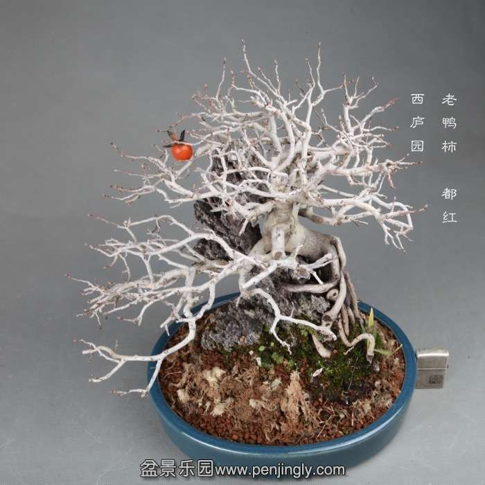 bonsai14120102.jpg