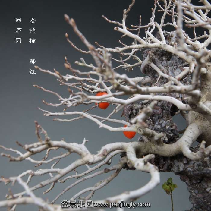 bonsai14120103.jpg