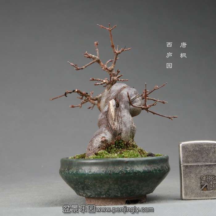 bonsai14120105.jpg
