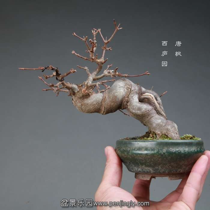 bonsai14120106.jpg