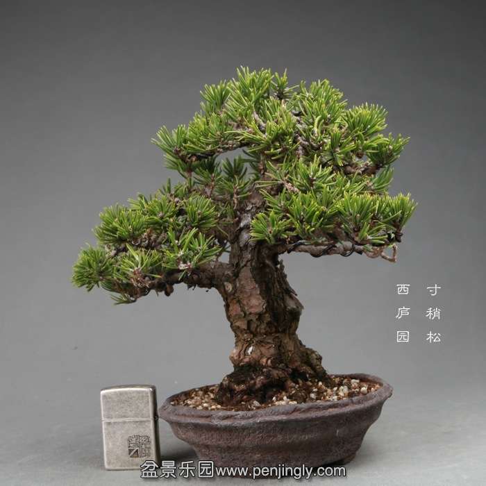 bonsai14120107.jpg