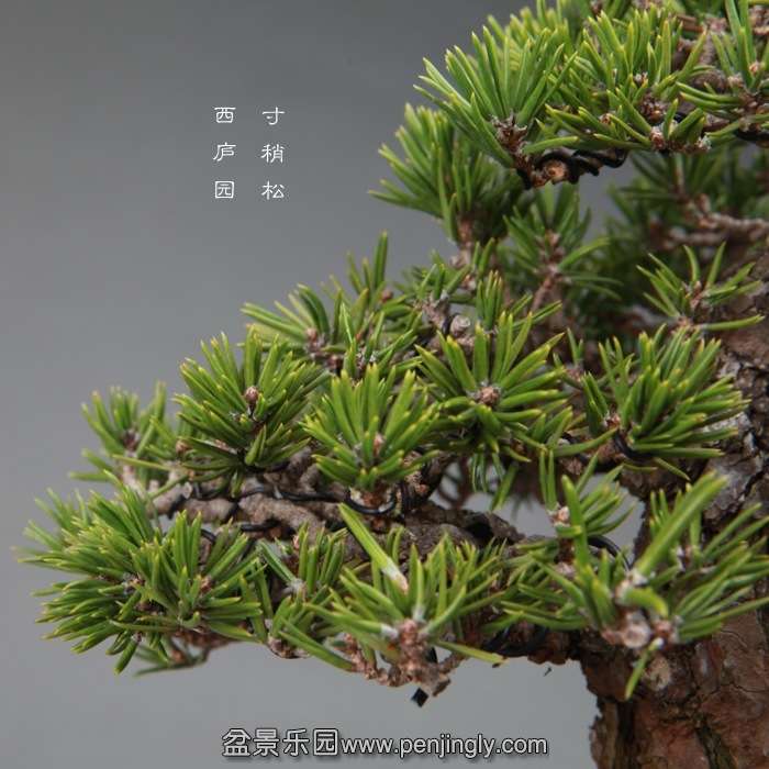 bonsai14120109.jpg