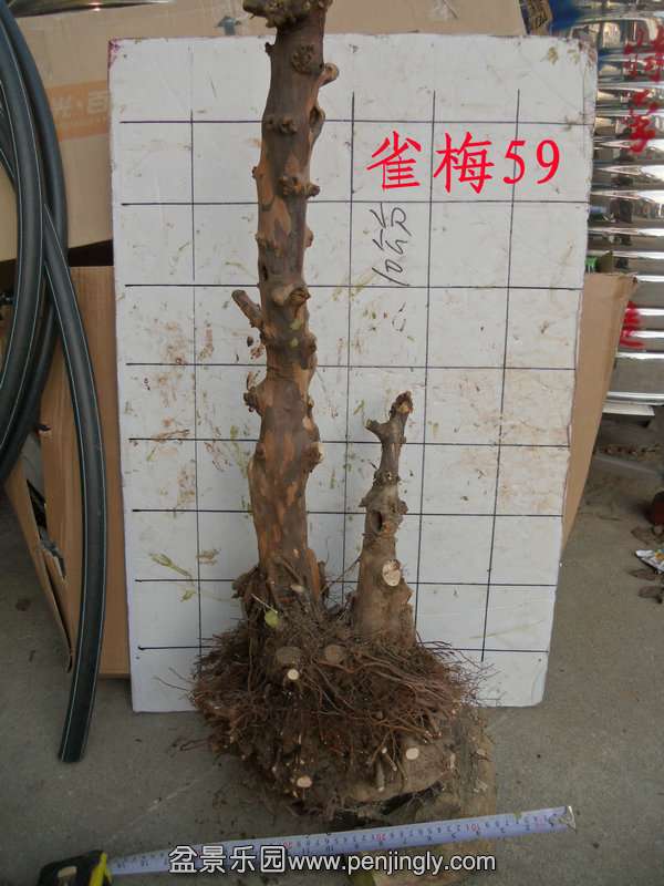 CIMG2885.JPG