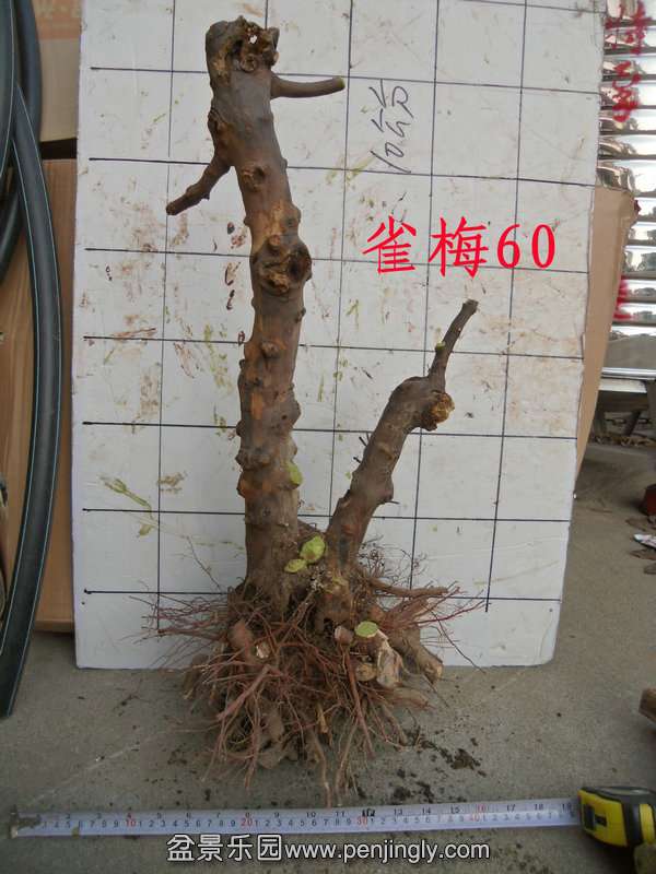 CIMG2887.JPG