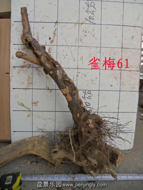 CIMG2890.JPG