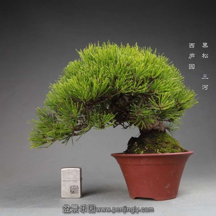 bonsai14120201.jpg