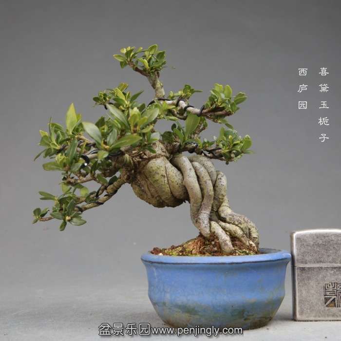 bonsai14120211.jpg