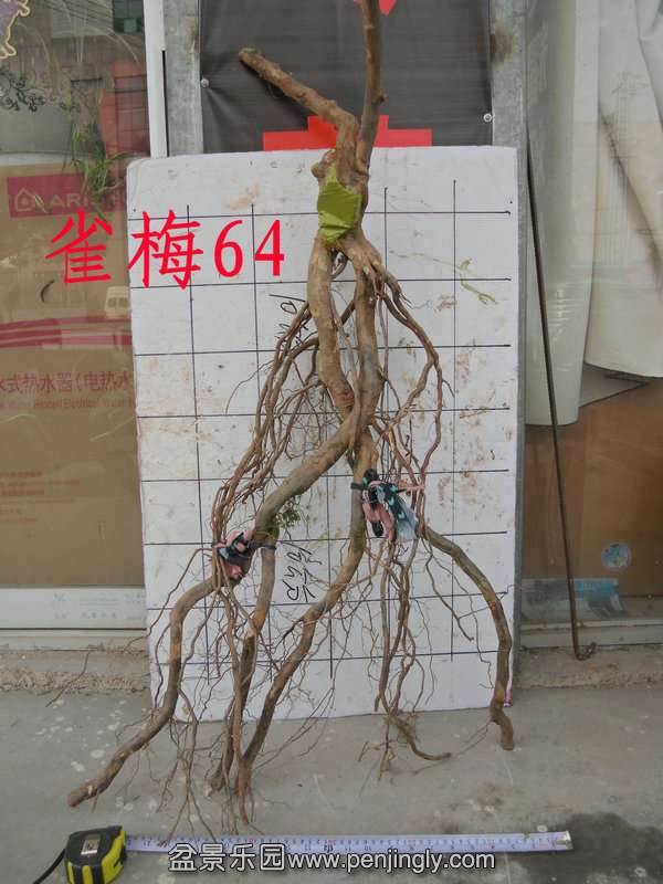 CIMG2903.JPG
