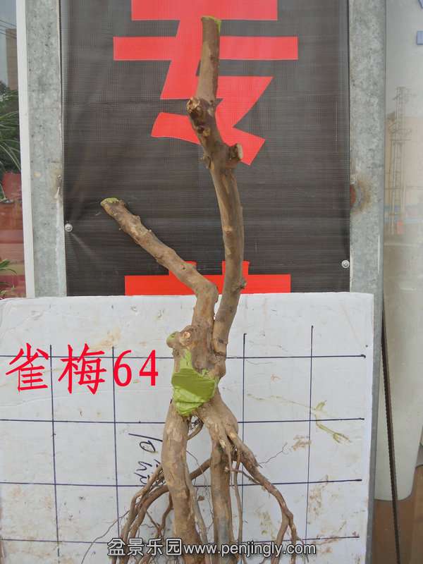 CIMG2905.JPG