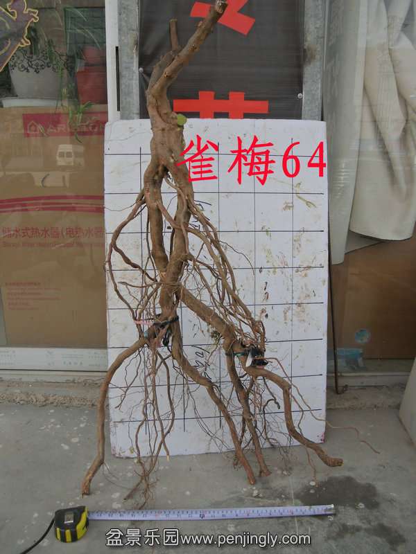 CIMG2906.JPG