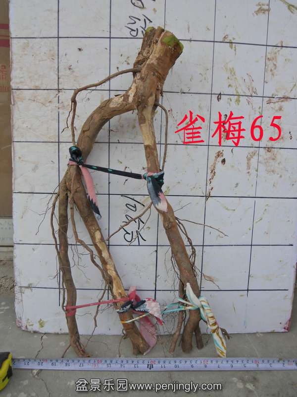 CIMG2907.JPG
