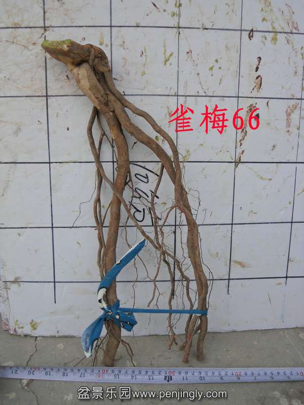 CIMG2909.JPG