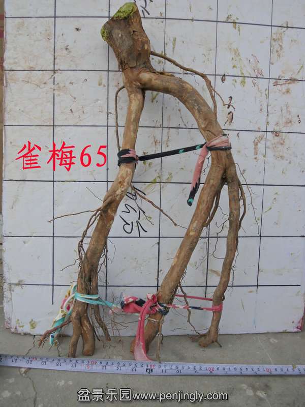 CIMG2908.JPG