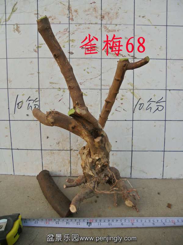 CIMG2916.JPG