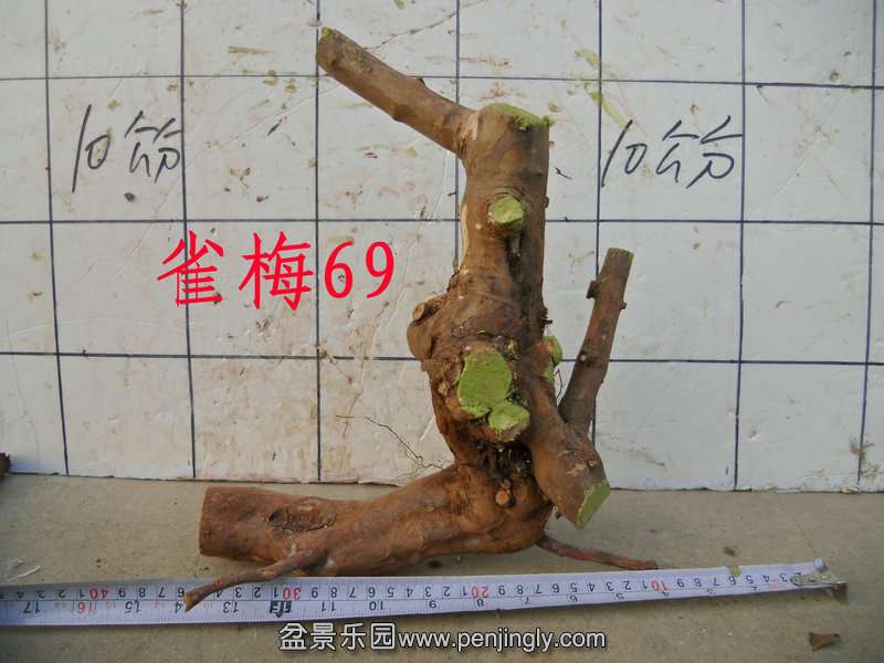 CIMG2919.JPG