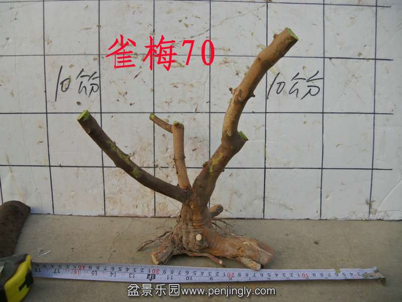 CIMG2920.JPG