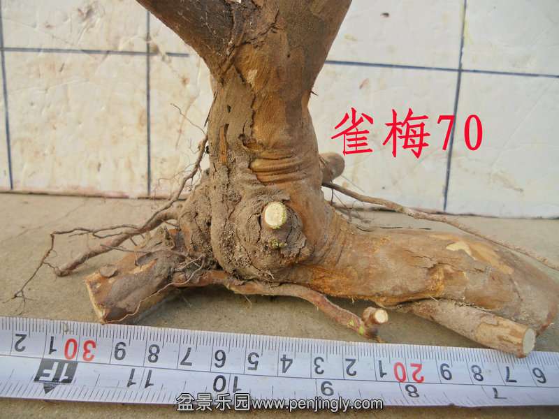 CIMG2921.JPG