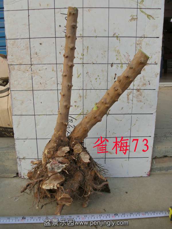 CIMG2934.JPG