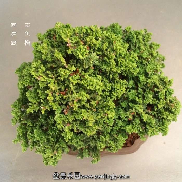 bonsai1412041.jpg