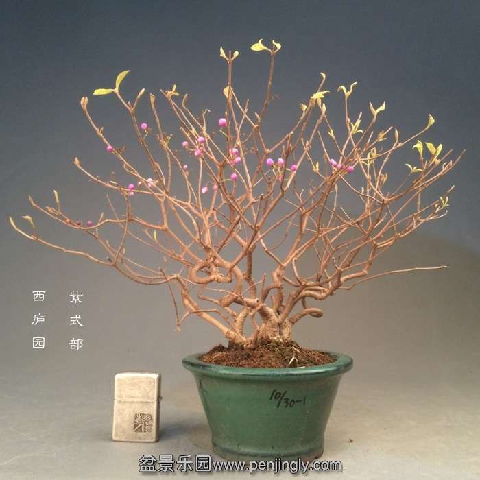 bonsai1412042.jpg