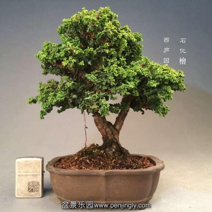 bonsai1412043.jpg