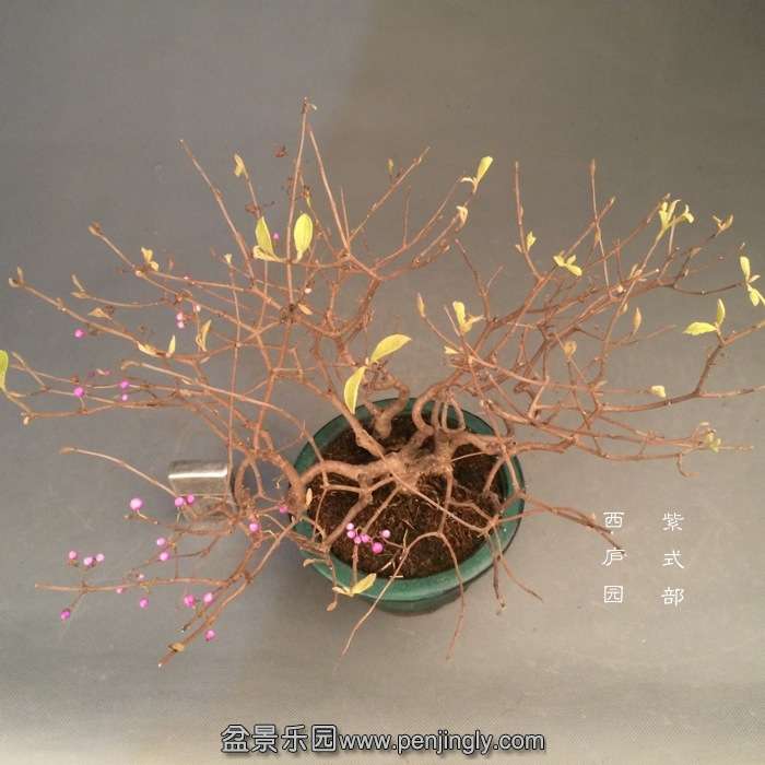 bonsai1412044.jpg