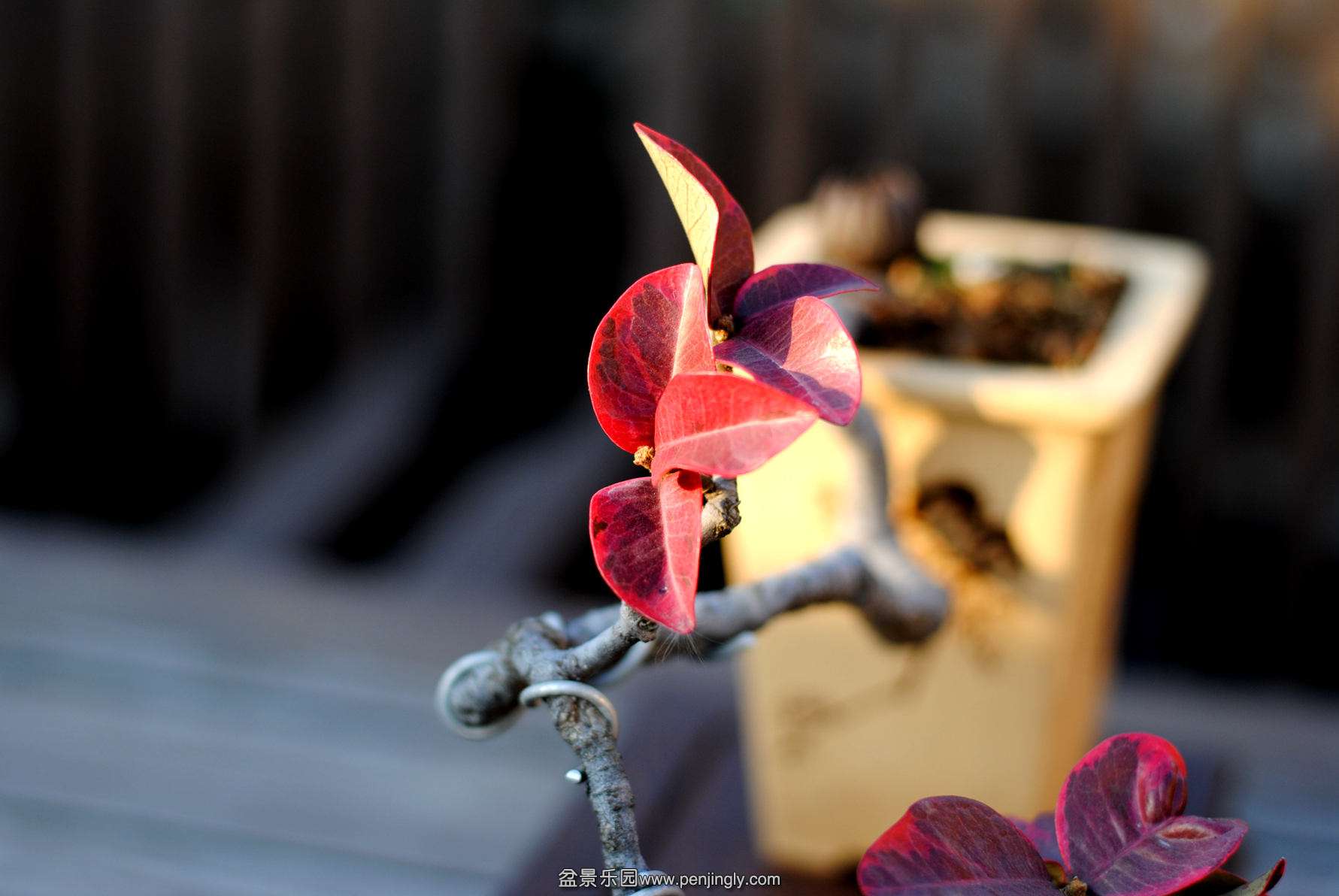 DSC_2990.JPG