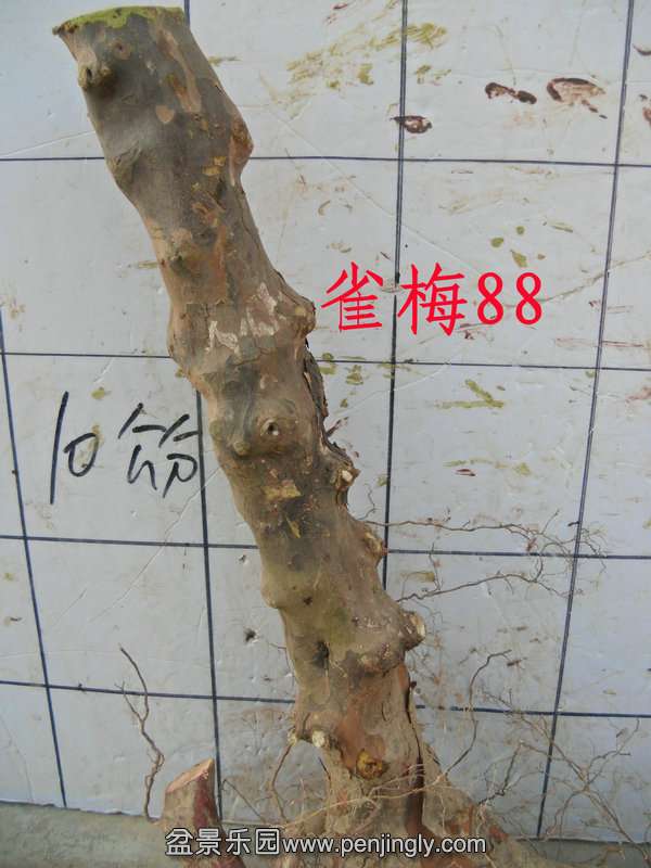 CIMG3011.JPG