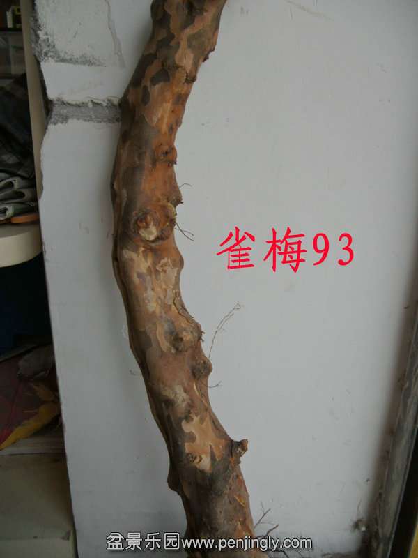 CIMG3029.JPG