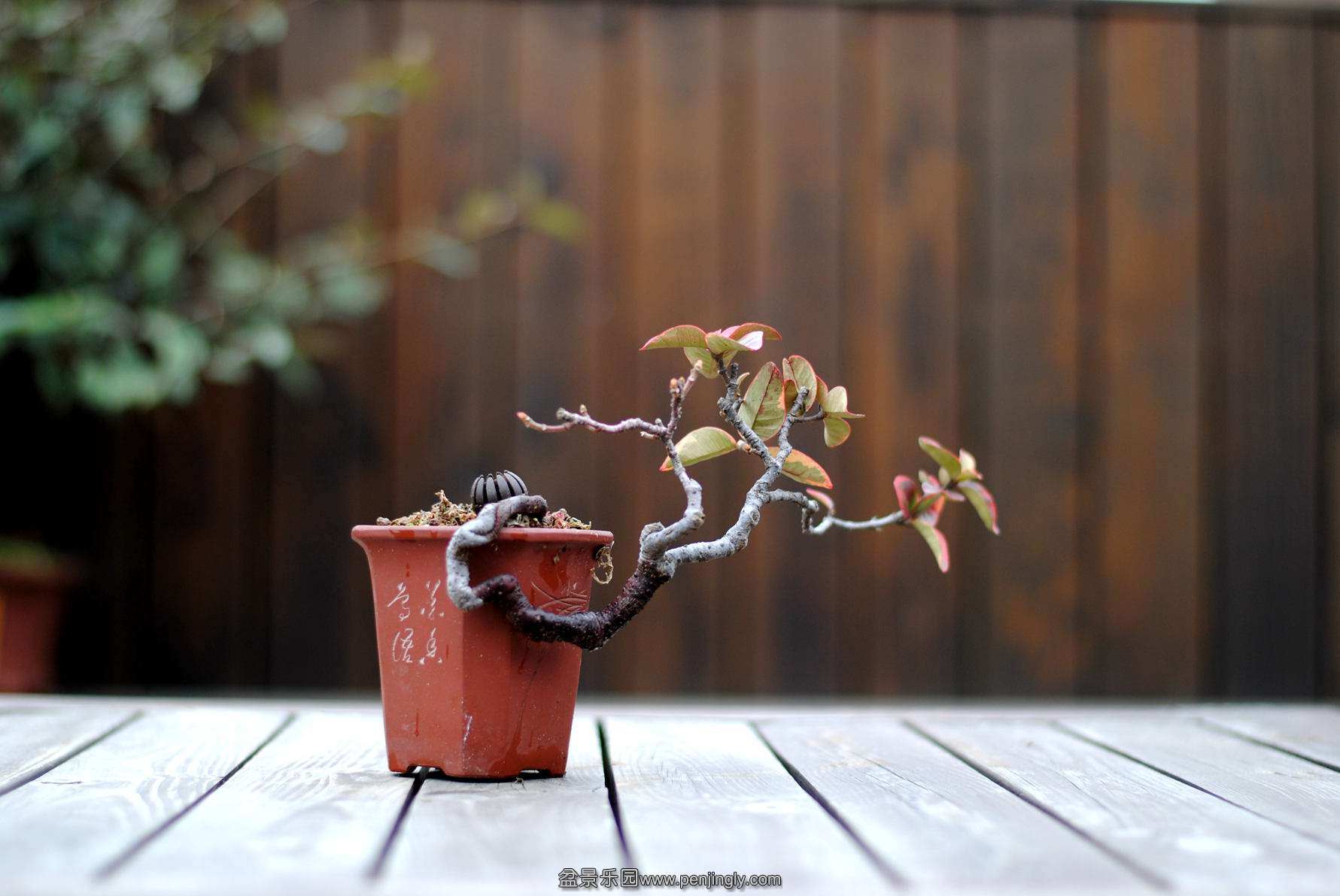 DSC_3023.JPG