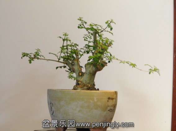 对节.jpg