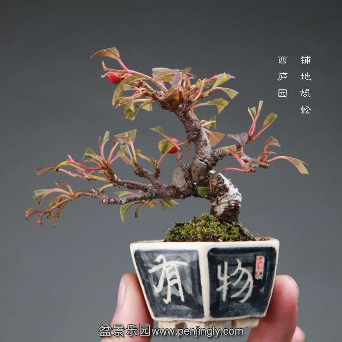 bonsai14120620.jpg
