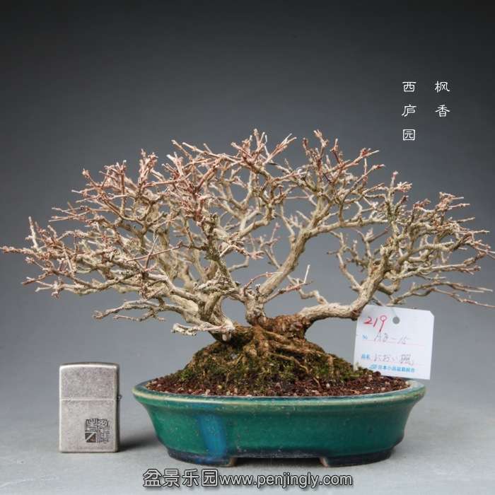 bonsai14120624.jpg