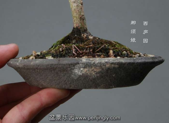 bonsai141205B1.jpg