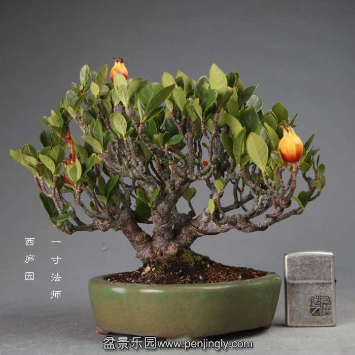 bonsai14120505.jpg