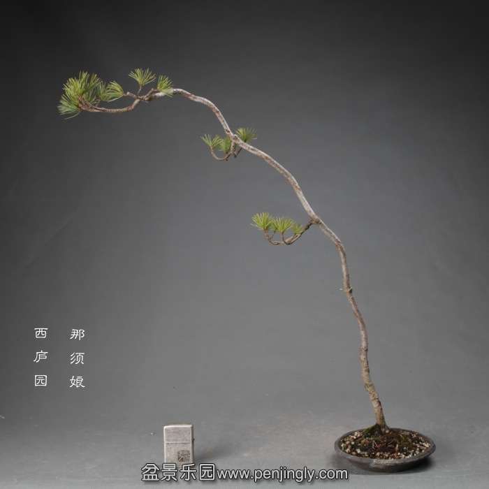 bonsai14120507.jpg